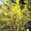 Forsythia