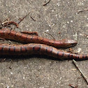 Corn Snake