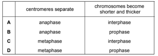 Mitosis