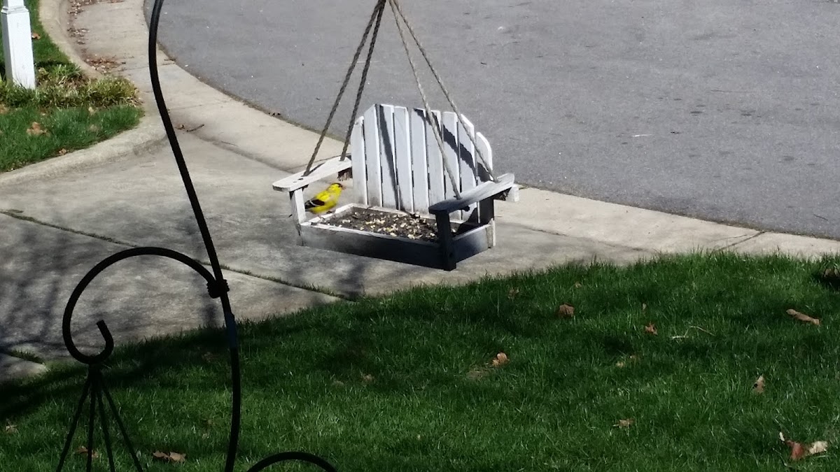 American Goldfinch