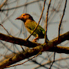 brown-headed barbet