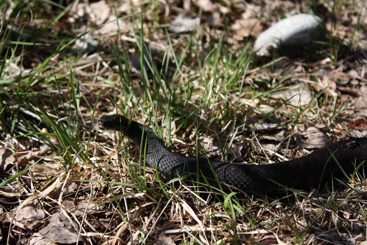 European Viper(female)