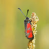 Slender Scotch Burnet