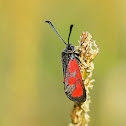 Slender Scotch Burnet