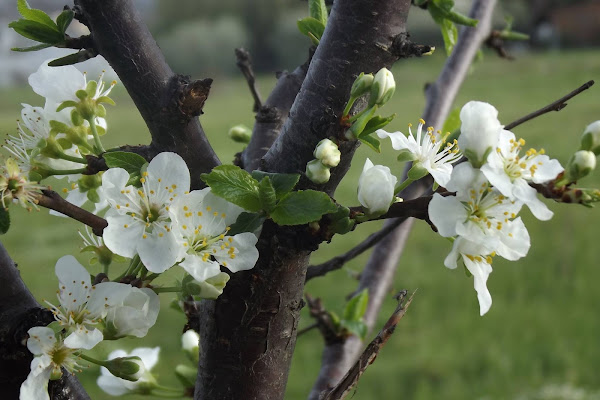 È tempo di primavera  di 03lety