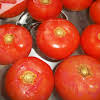 Thumbnail For Canned Stewed Tomatoes