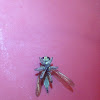 Robber fly