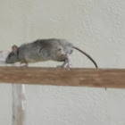 Citrus Rat Roof Rat