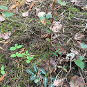 Rattlesnake Plantain