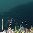 Pacific Harbor Seal