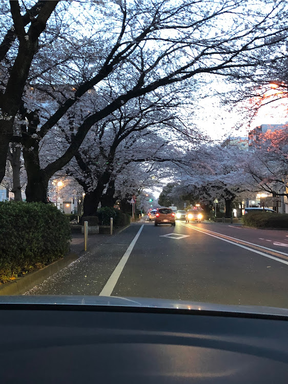 ゴルフ7の桜と愛車・夜桜・花見に関するカスタム事例の投稿画像4枚目