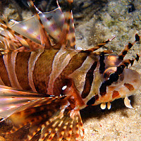 Pterois volitans di 