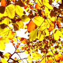 autumn Chrome extension download