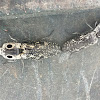 Eastern-eyed Click Beetle