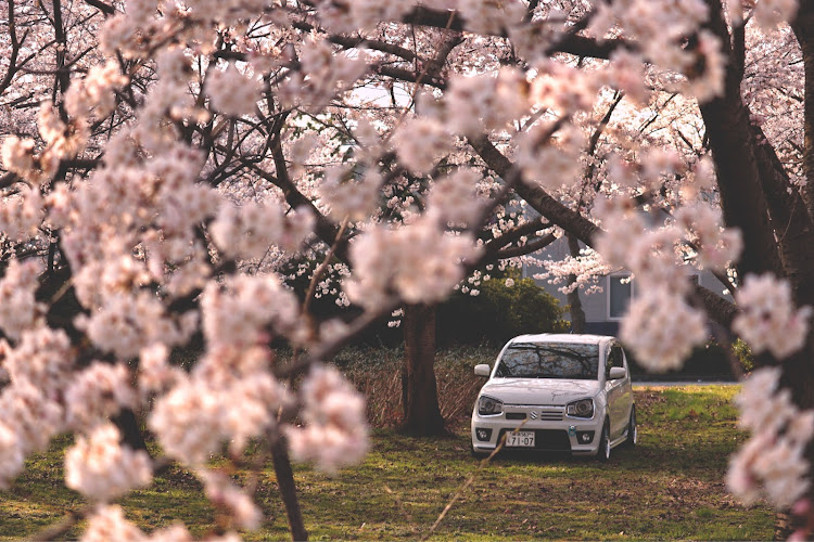 アルトワークスの桜と愛車に関するカスタム事例の投稿画像2枚目