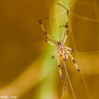 Brown Widow Spider