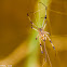 Brown Widow Spider