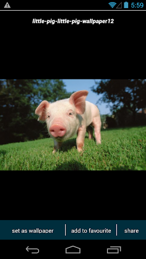 Cute Little Pig Wallpapers