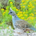 Blue quail