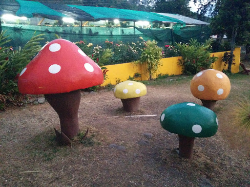 Power Mushrooms at Boquete Flower Fair