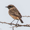 Stonechat