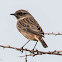 Stonechat