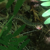 Garter snake