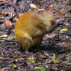 Agouti