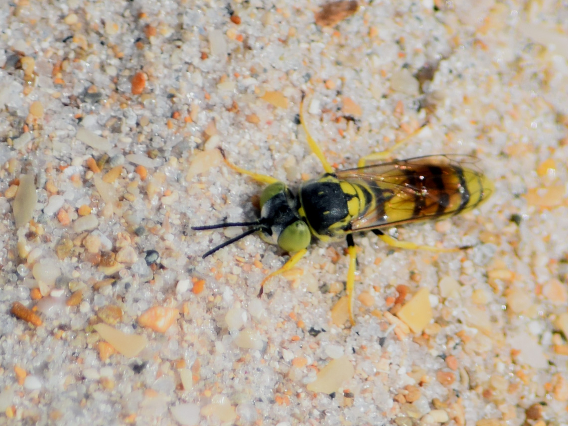 Sand Wasp