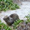 Mendocino Ground squirrel