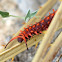 Pipevine Swallowtail larva