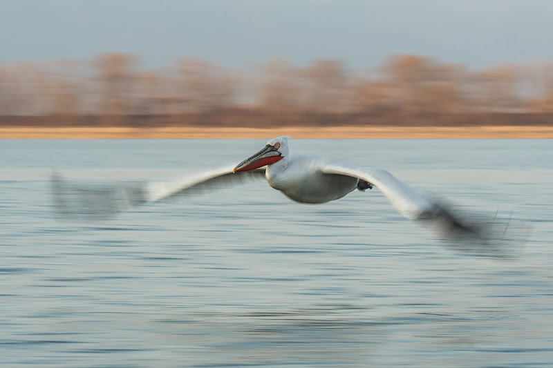 Pellicano riccio in panning di Massimo_Tamajo