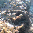 Rusty Blenny