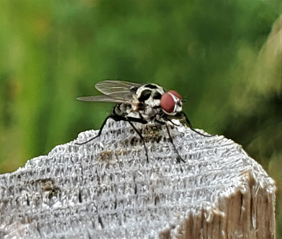 Spotted fly