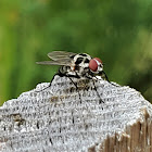 Spotted fly