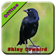 Download Shiny Cowbird Bird Song For PC Windows and Mac 1.0