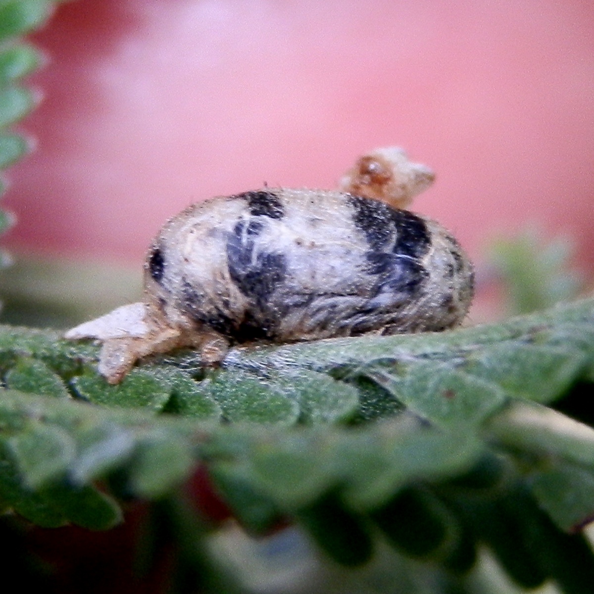 Ichneumon Wasp Cocoon