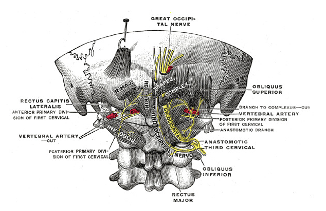 anatomy of the occipital nerve