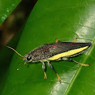 Jewel Beetle