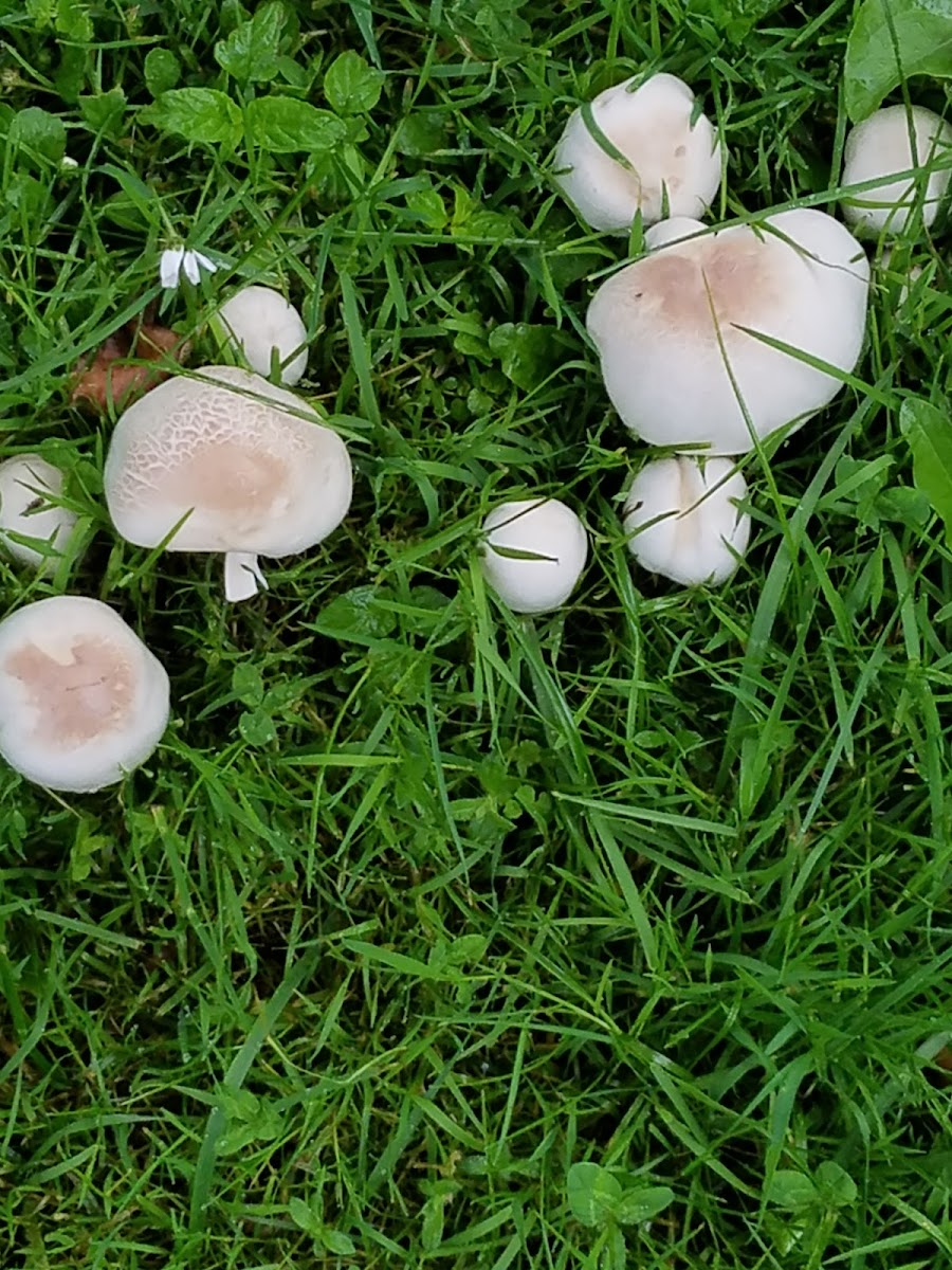 Agaricus Mushroom