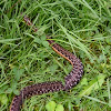 Common Garter Snake