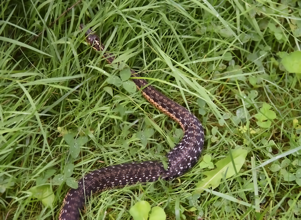 Common Garter Snake