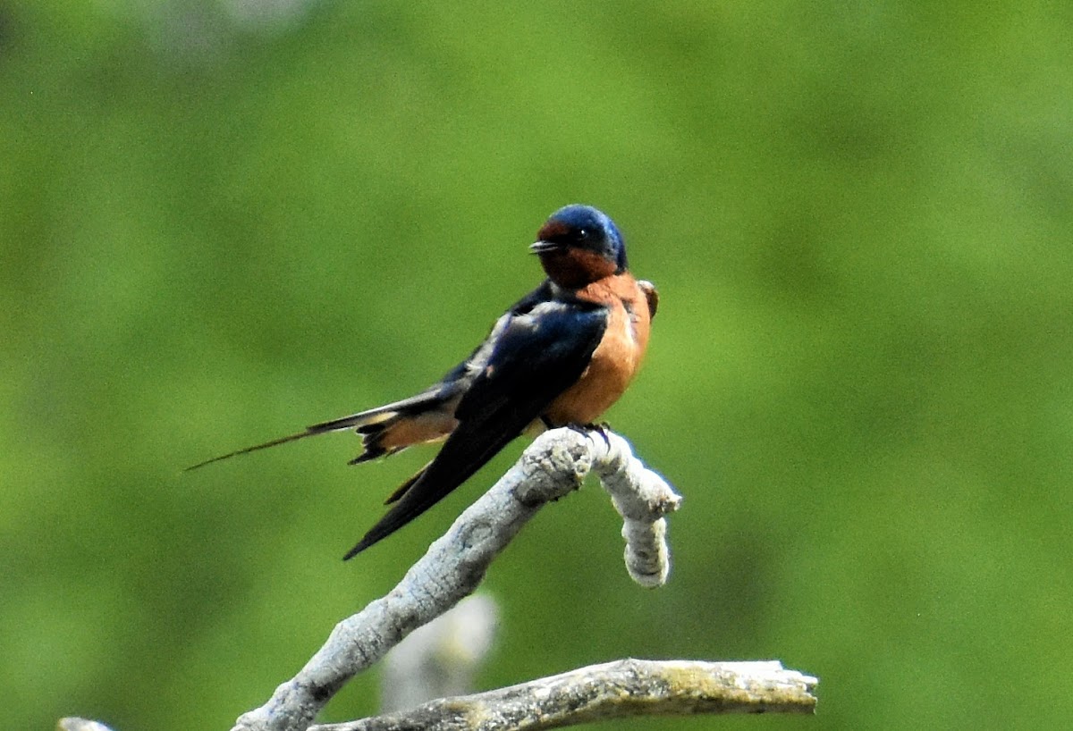 Barn swallow