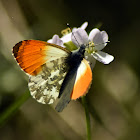 Orange tip