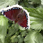 Mourning Cloak.Camberwell Beauty / Траурница