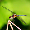 Blue Dasher Dragonfly (female)