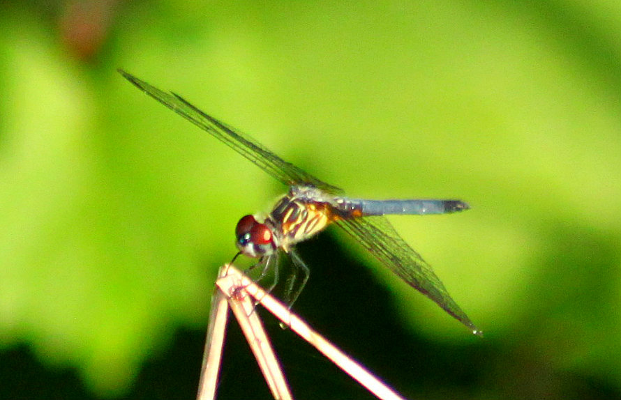 Blue Dasher Dragonfly (female)