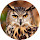 Owl Wallpaper New Tab