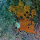 Orange-red Encrusting Sponge