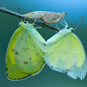 Common grass yellow